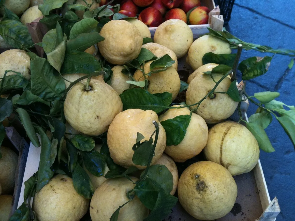 Limoni di Sorrento sull'albero