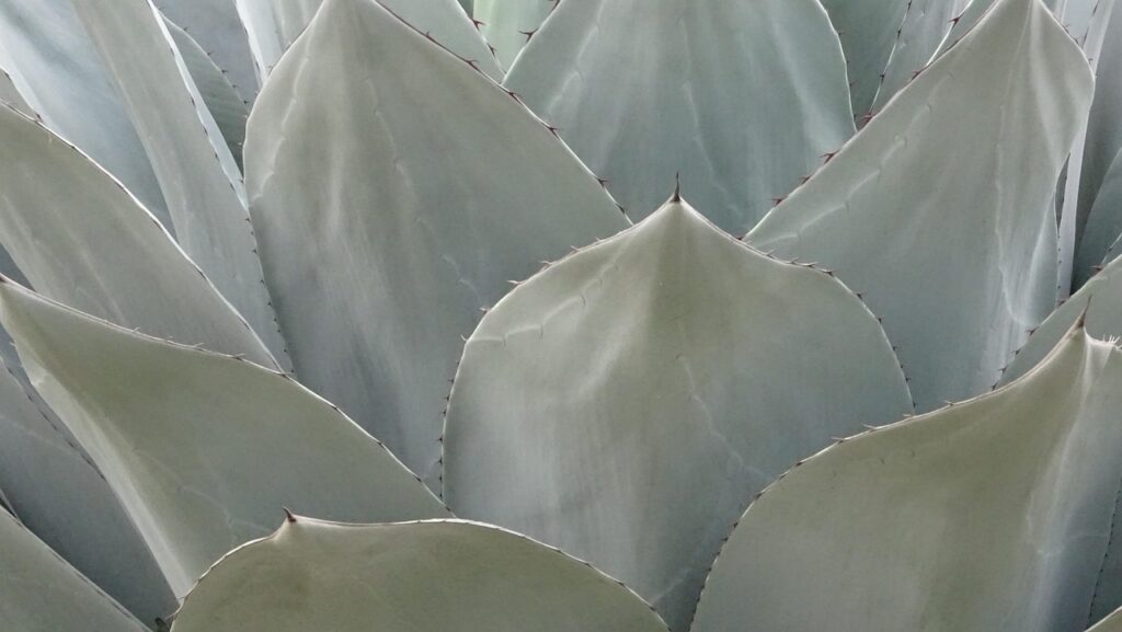 Mezcal: cos’è, come si beve e in cosa è diverso dalla tequila