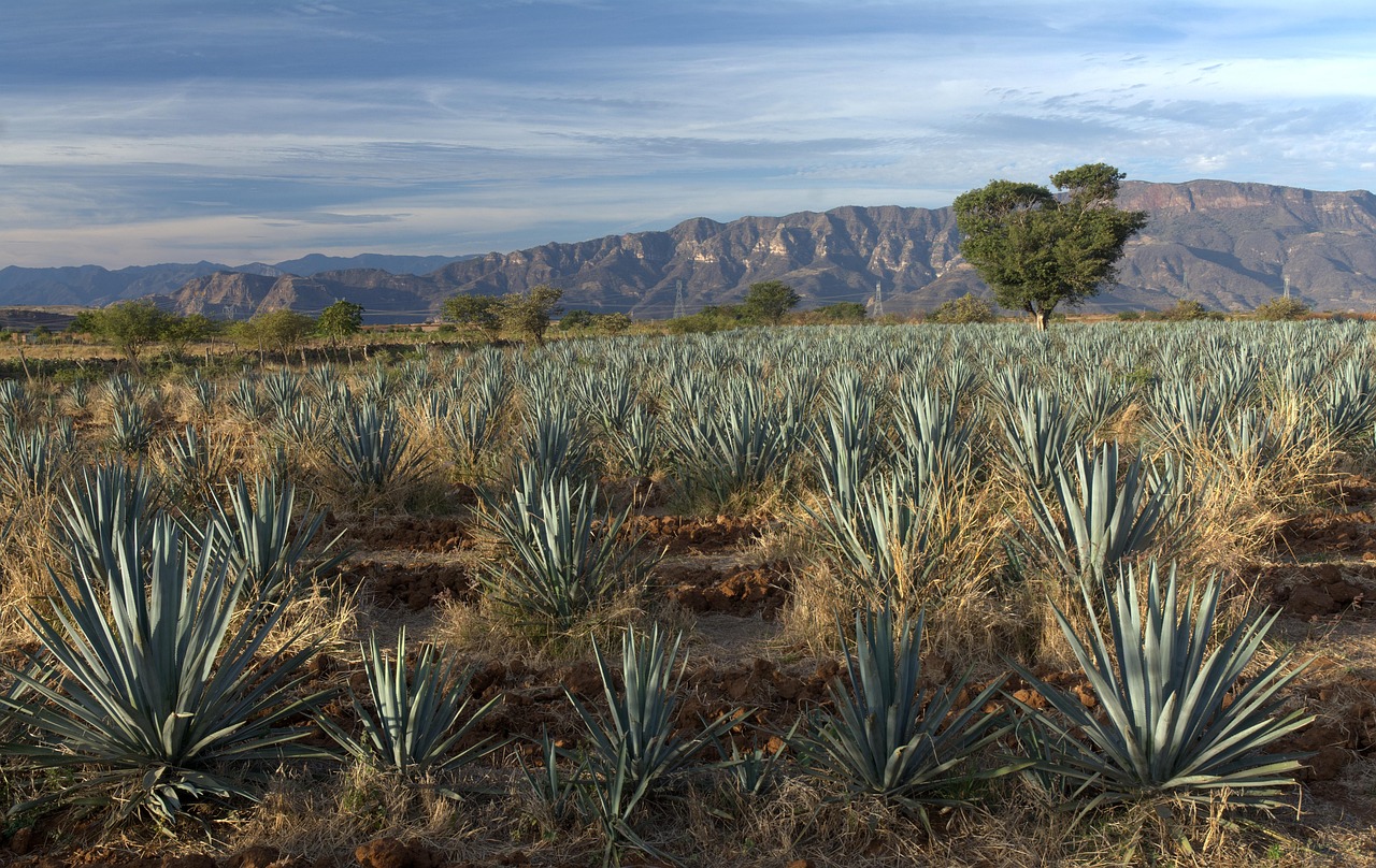 Agave tequilana Weber varietà azul, l'unica specie ammessa per la tequila