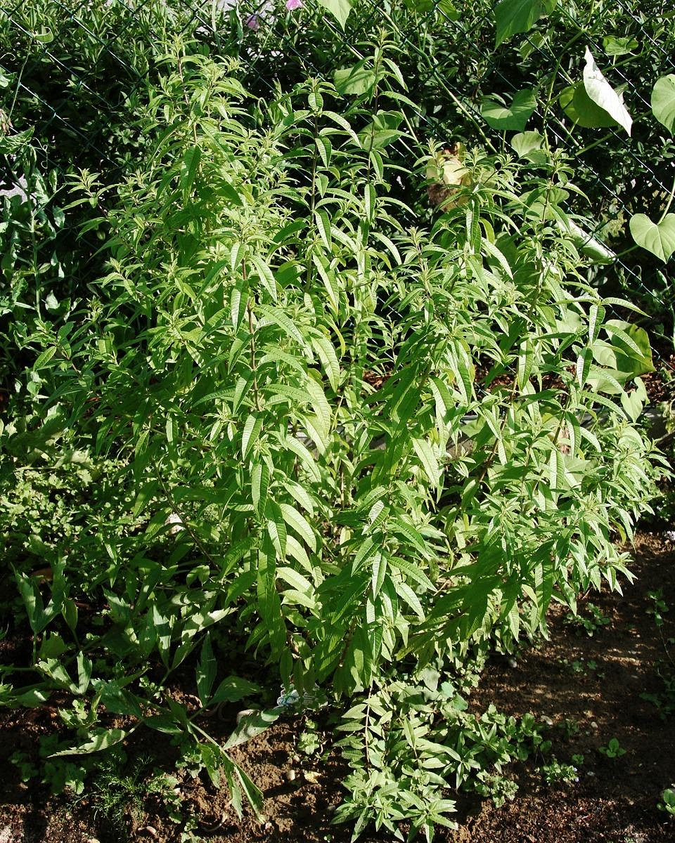 Pianta di erba luisa in vegetazione: le foglie si raccolgono in piena estate