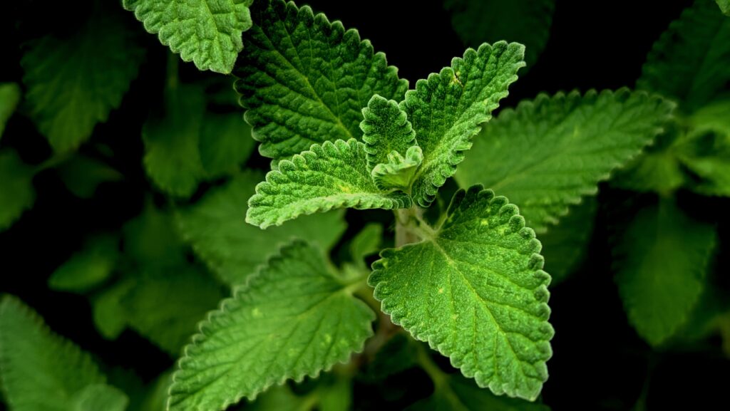 Erbe e spezie per liquori: quali usare, in che dosi e con quali limiti