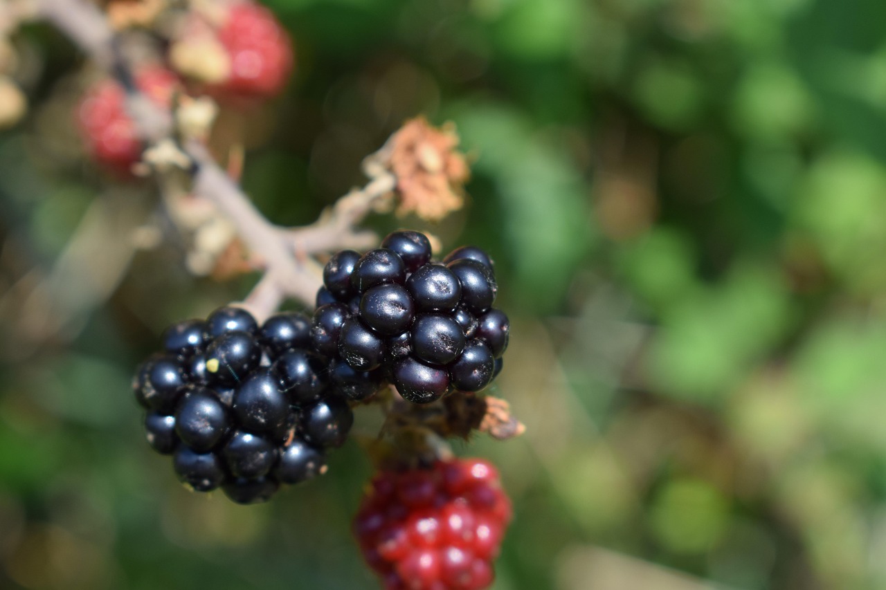 More di rovo mature sulla pianta, raccolte fra fine agosto e settembre per il liquore di more